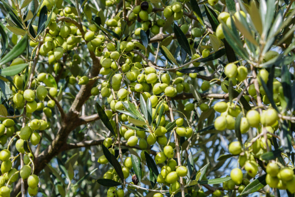 Brazilian Olive Oil Enters Its Golden Age on the World Stage